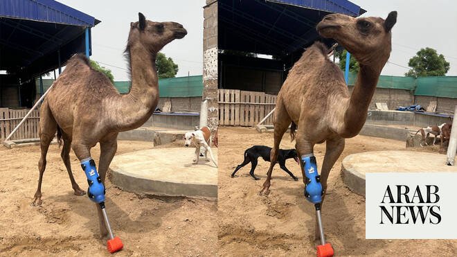 A year after maiming, Cammie the camel walks again with prosthetic